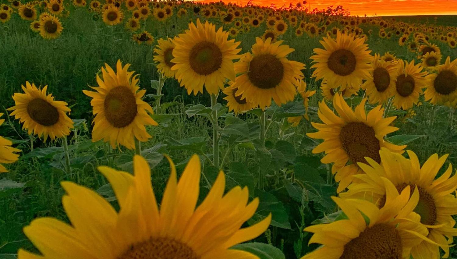 Sunflowers 3